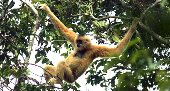15 Animals That Are In Danger Of Extinction (Unless We Try To Protect Them) - Hainan Gibbon