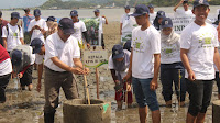 Aksi Keren Mahasiswa GenBI NTB Selamatkan Lingkungan Dengan Mangrove