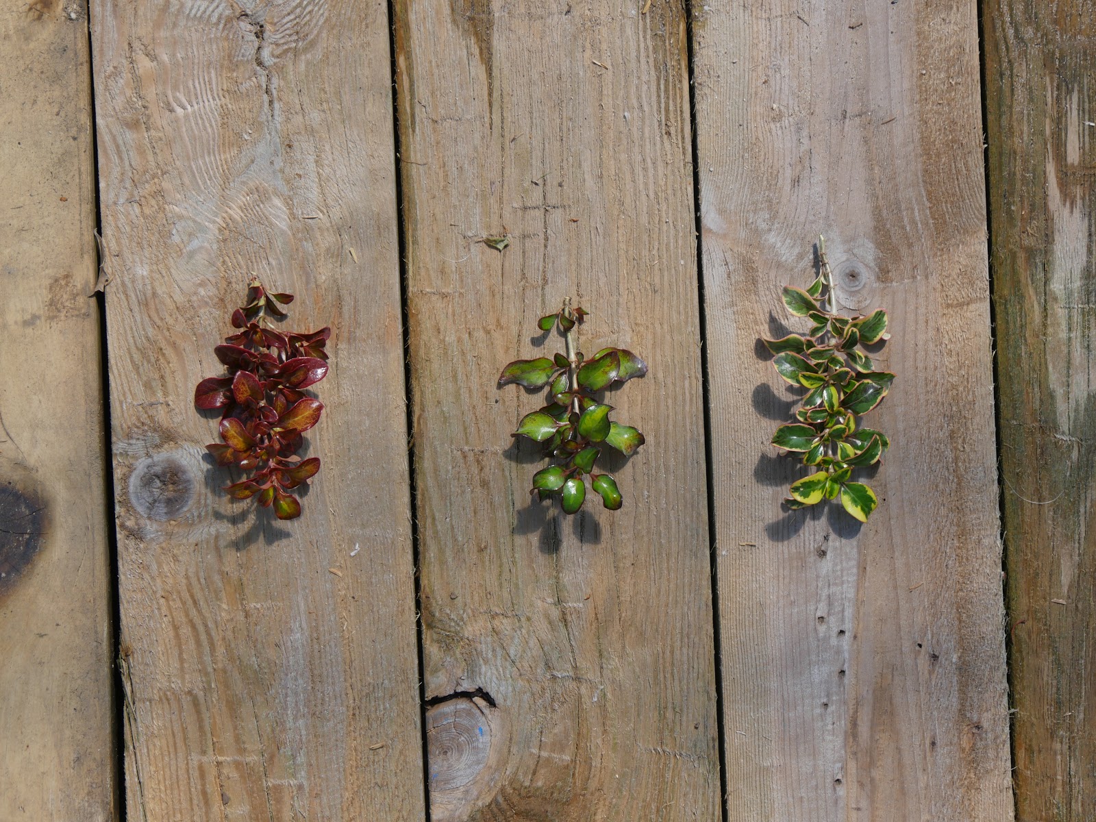 Proven Winners® ColorChoice® Plant of the Week Plant of the Week