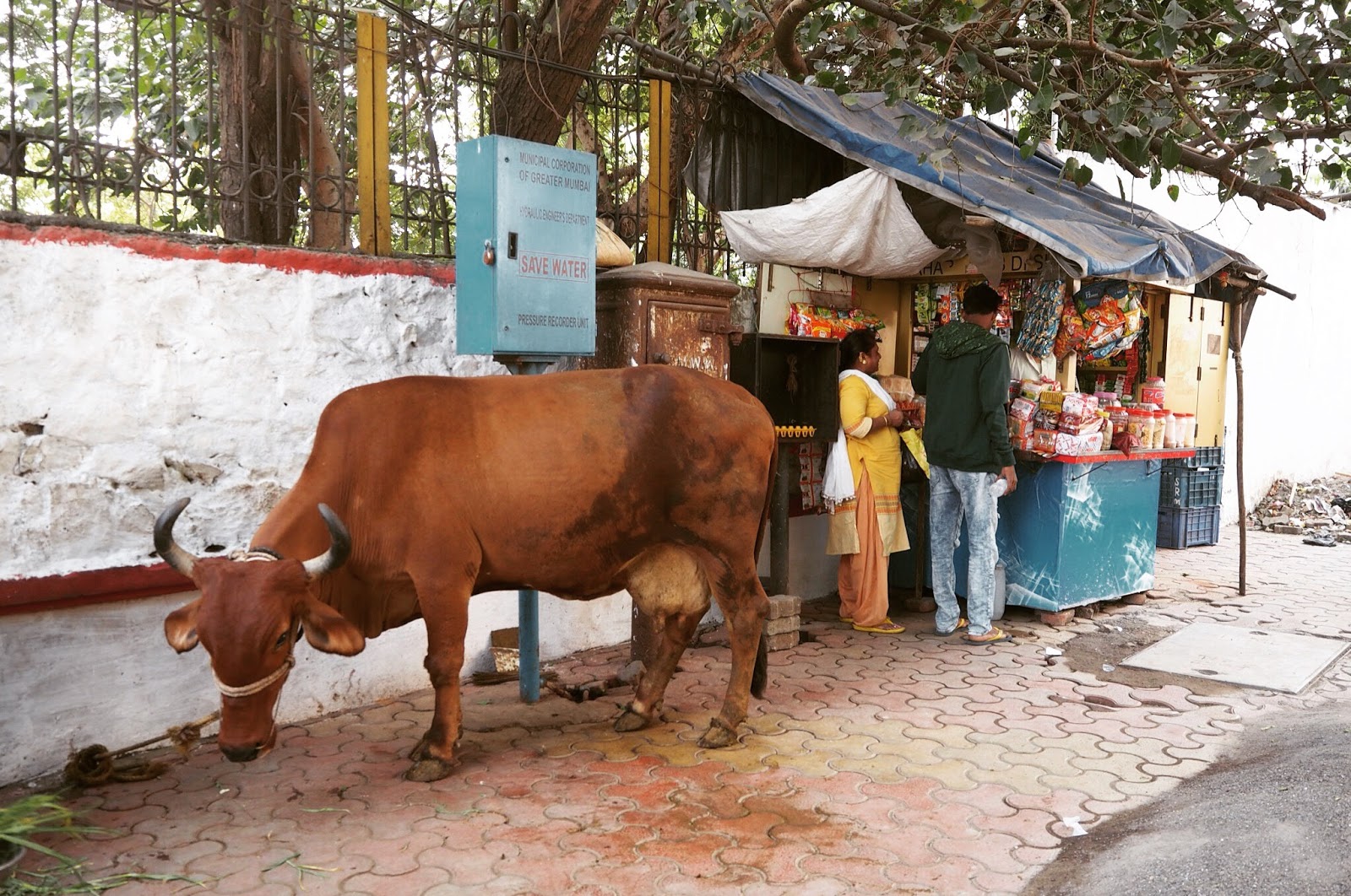 Holy cow, India, Mumbai Holy cow, India, Mumbai