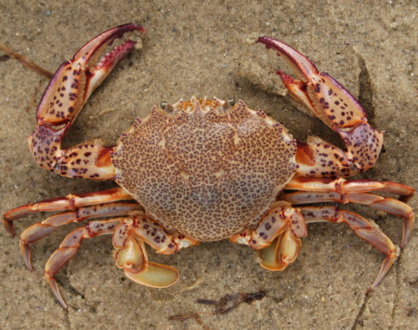 care este vederea unui crab diferite deficiențe de vedere