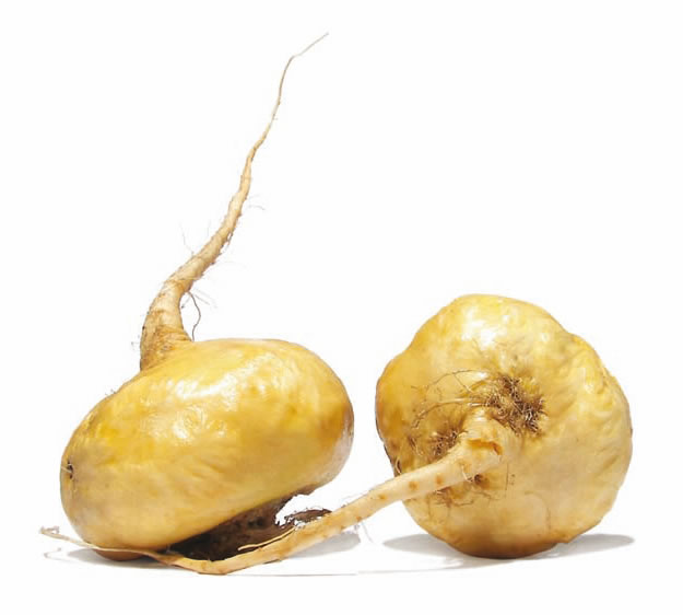 PLANTAS MEDICINALES: PLANTAS MEDICINALES - MACA, DESCRIPCION Y USOS ...