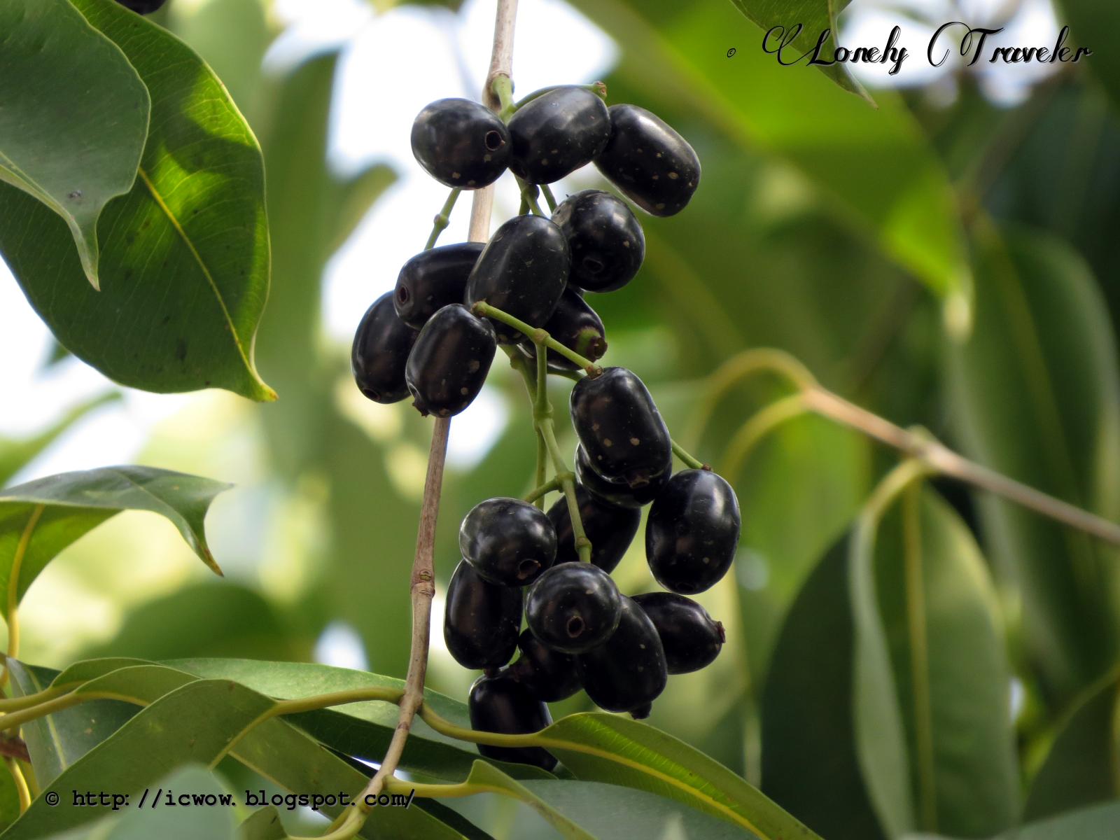 Jam ful (জাম ফুল) Syzygium cumini