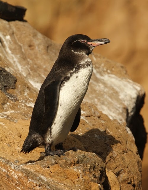 A Day In the Life of a Wildlife Artist: Galapagos Penguin Finds its Wings