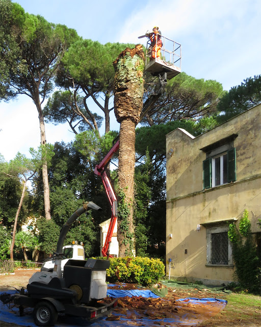 Cutting down palms infested by the red palm weevil, Villa Maria, Livorno