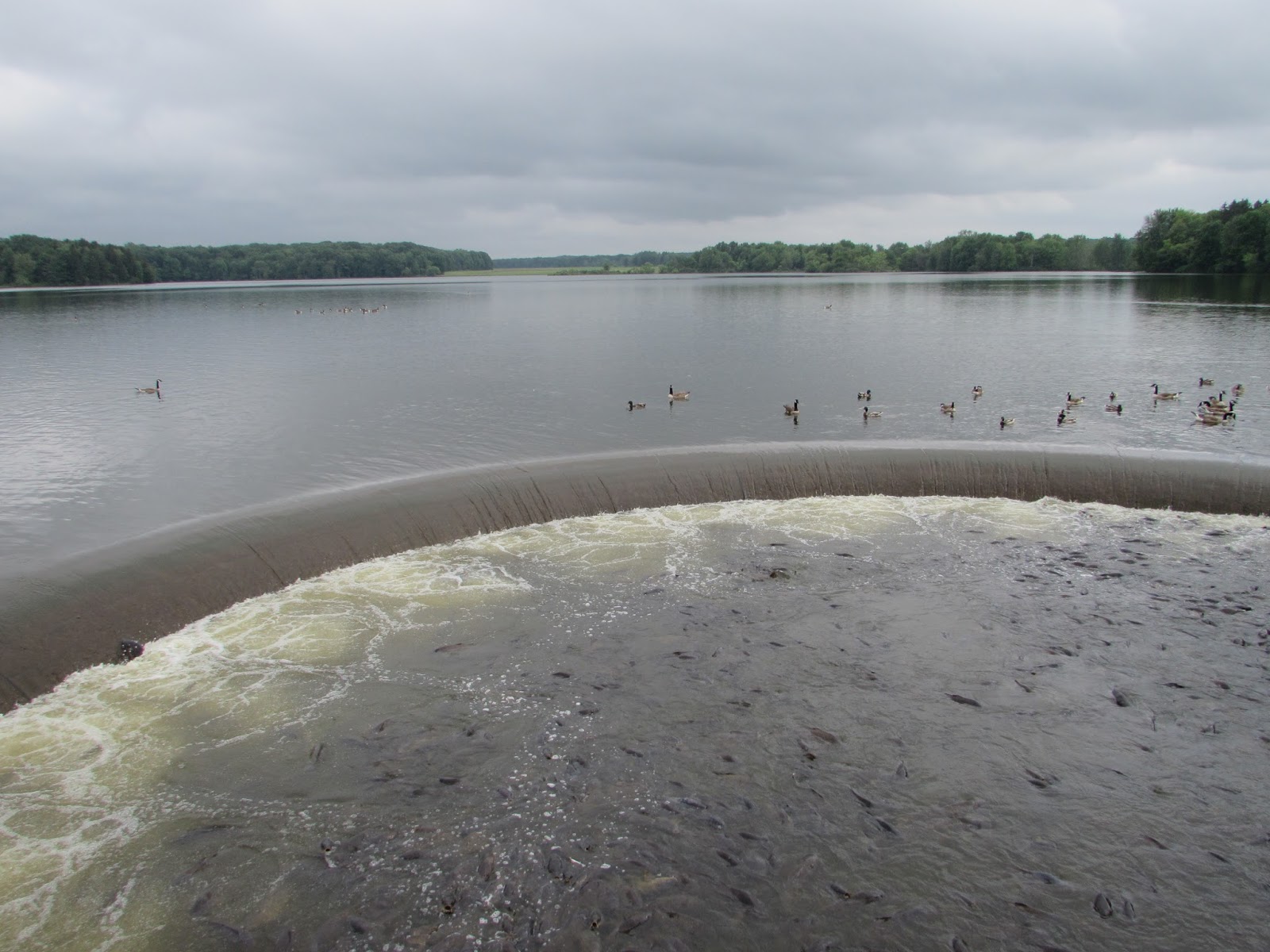 Pymatuning State Park Linesville Spillway "Where the ducks walk on the