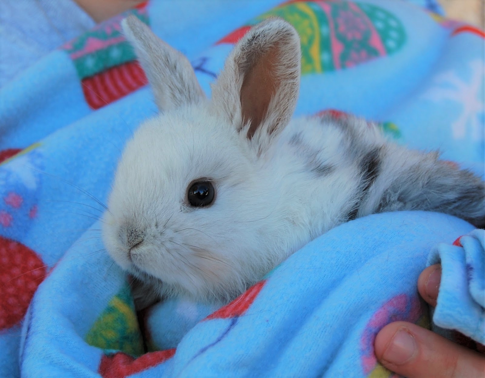 Saving Baby Animals & Fragile Lives