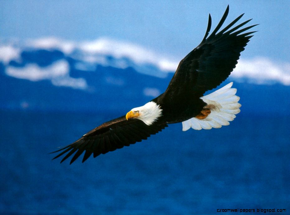 Awesome Eagle Widescreen Wallpaper Full