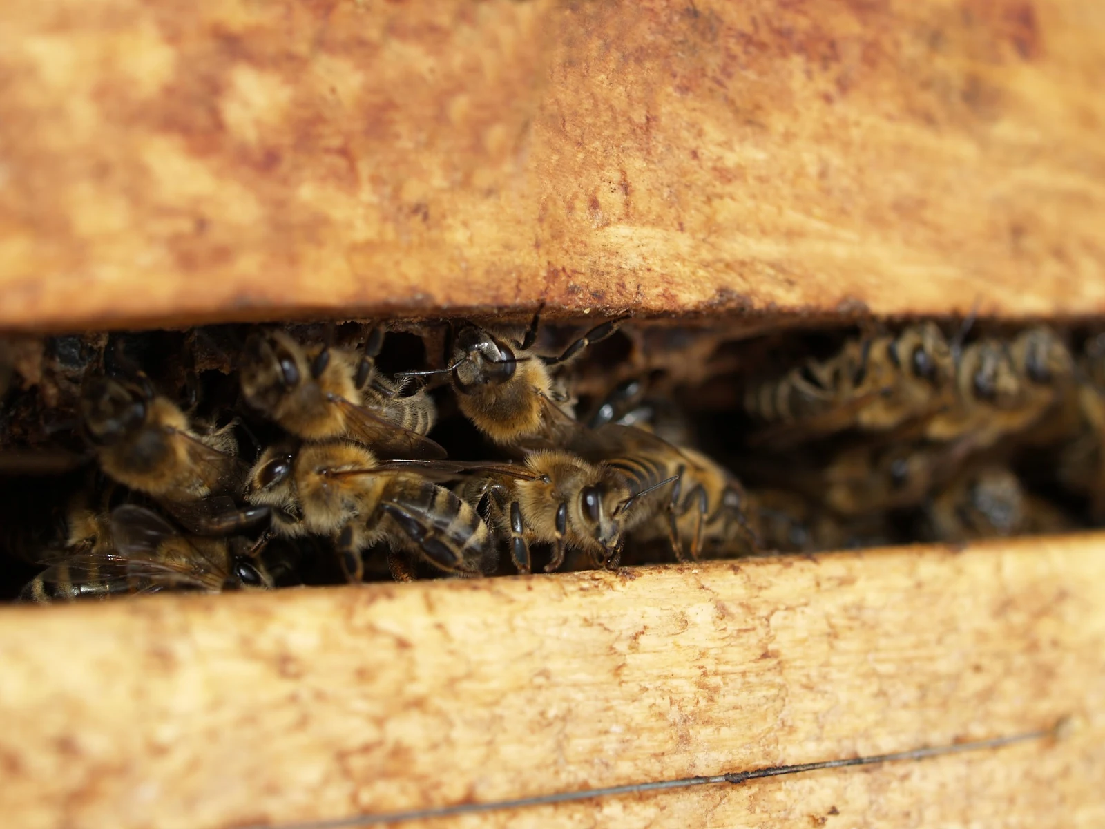 巣箱の横向きの隙間の蜜蜂