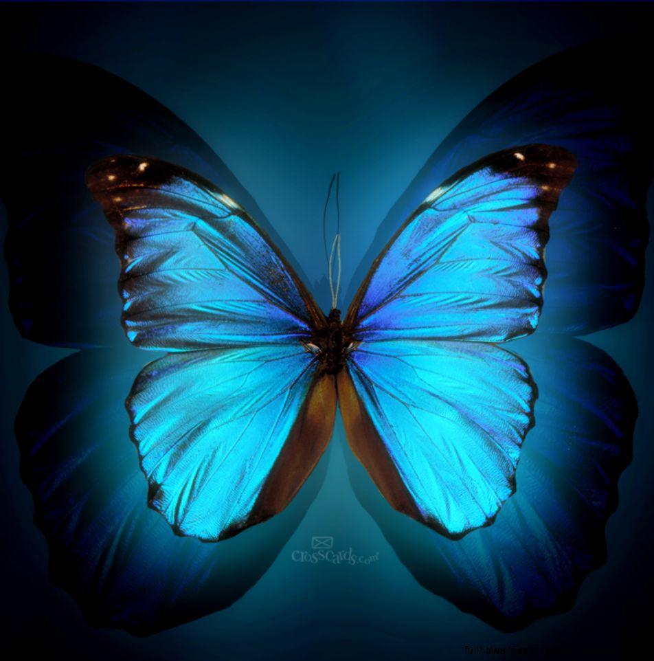 Butterfly Desktop Wallpaper   Free Mobile Wallpaper Desktop
