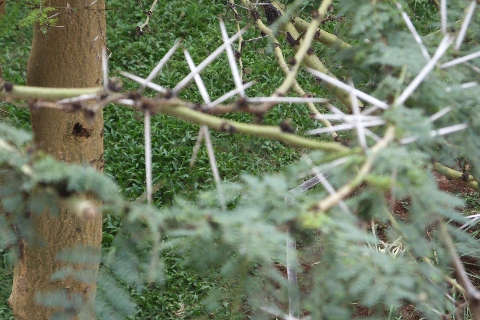 The acacia thorn trees of Kenya