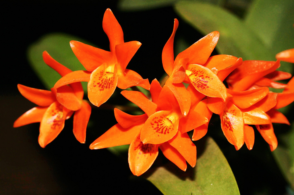 guarianthe aurantiaca