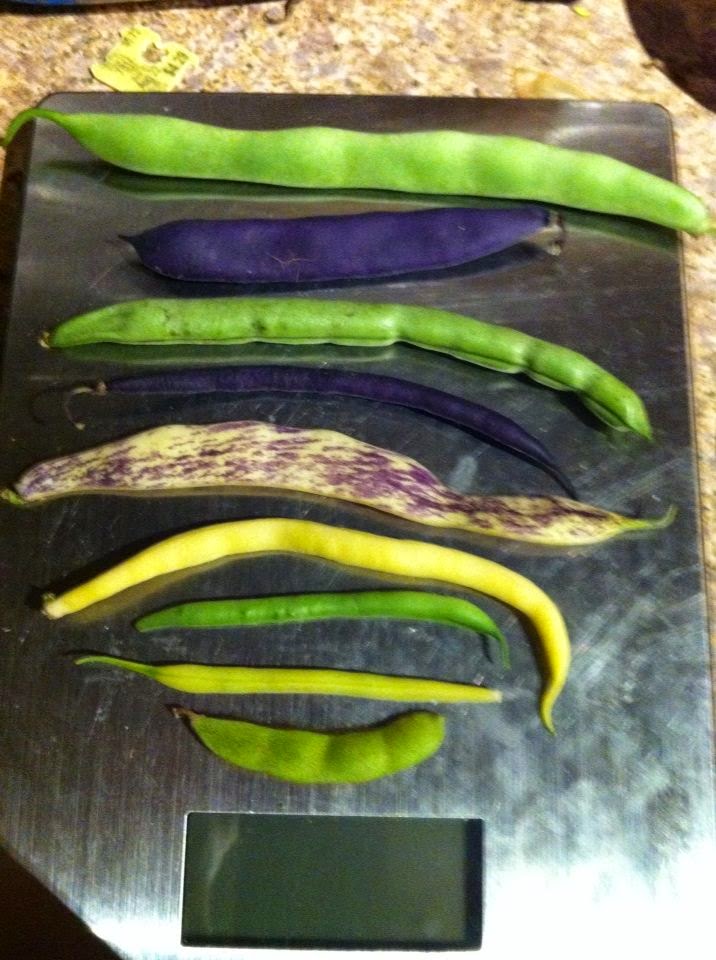 Simple Garden Made Easy Beans, Beans and more Beans