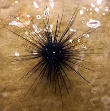 Προσοχή! Δύο ξενικά και δηλητηριώδη είδη εντοπίστηκαν στη θάλασσα της Ρόδου!