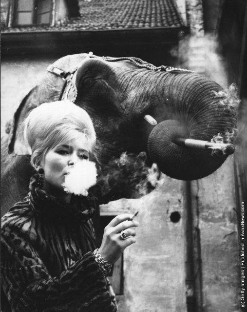 Old+&+Funny+Photos+of+Elephants+(1).jpeg