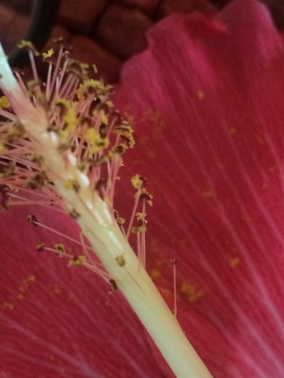 AP Biology Biological Collection Photo Blog Pollen