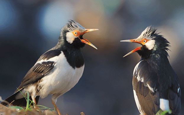 40+ Harga burung jalak nias 2020 terupdate