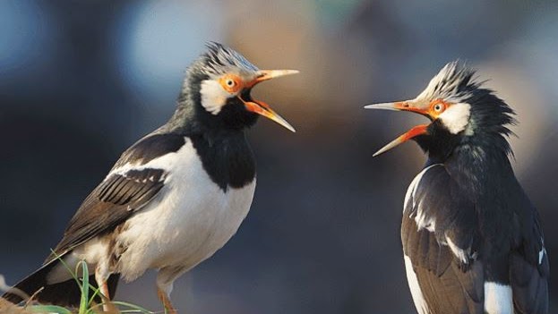 Harga Burung Jalak Terbaru September 2019