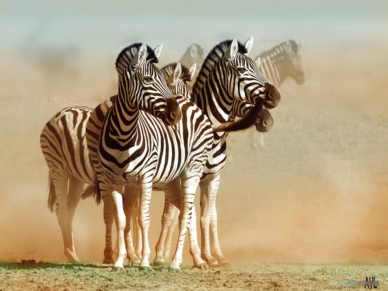 Colors for a Bygone Era Zebras in the field, colorized from a recent