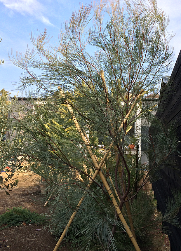 受注発注 グレビレア キャンデラブロイデス - www.flyfishing.iantra.com