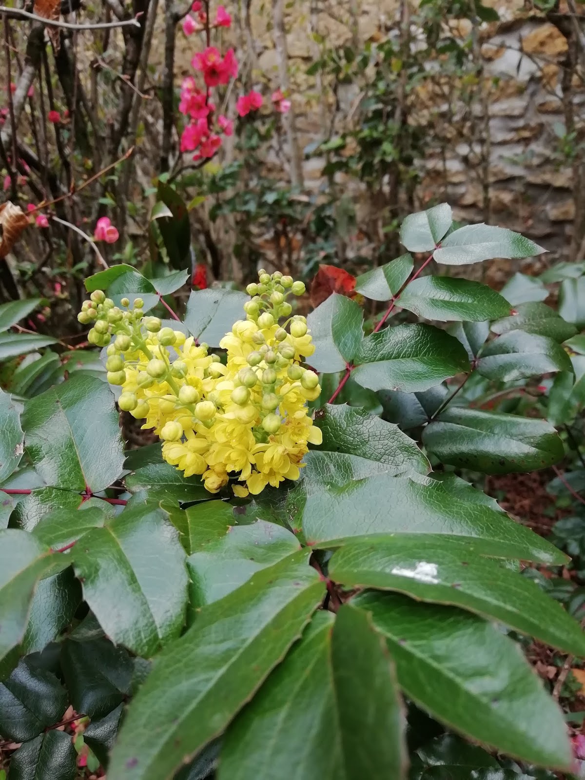Vegetal Art La Minute Jardin Sur France Bleu Berry Societe D