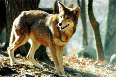 Canis rufus (Lobo rojo)