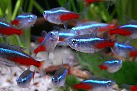 Ikan Hias Aquarium Mini Ikan Hias Aquarium Mini
