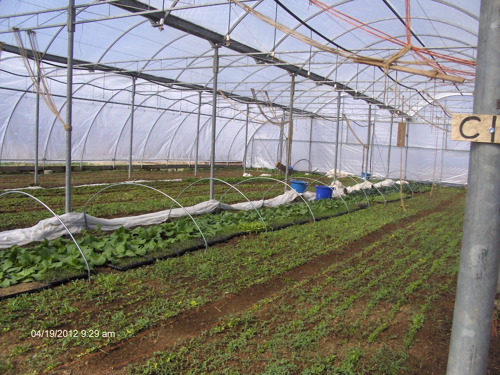 Chestnut Acres Limited Overhead Irrigation!!!