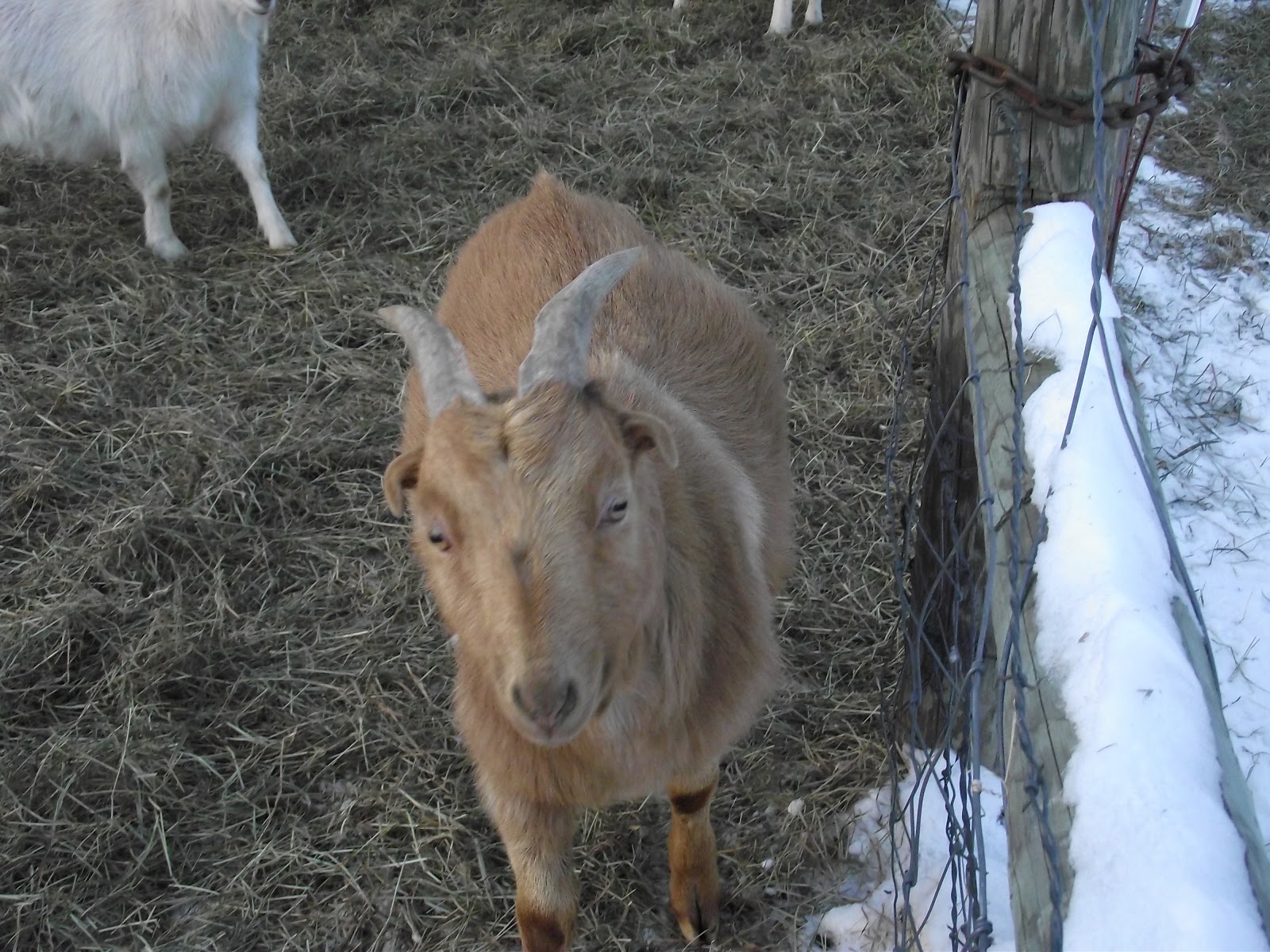 Eener&#39;s Farm: Billy Goats for Sale