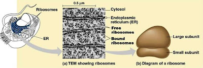 Ribosome