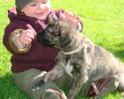 Irish Wolfhound Training Secrets
