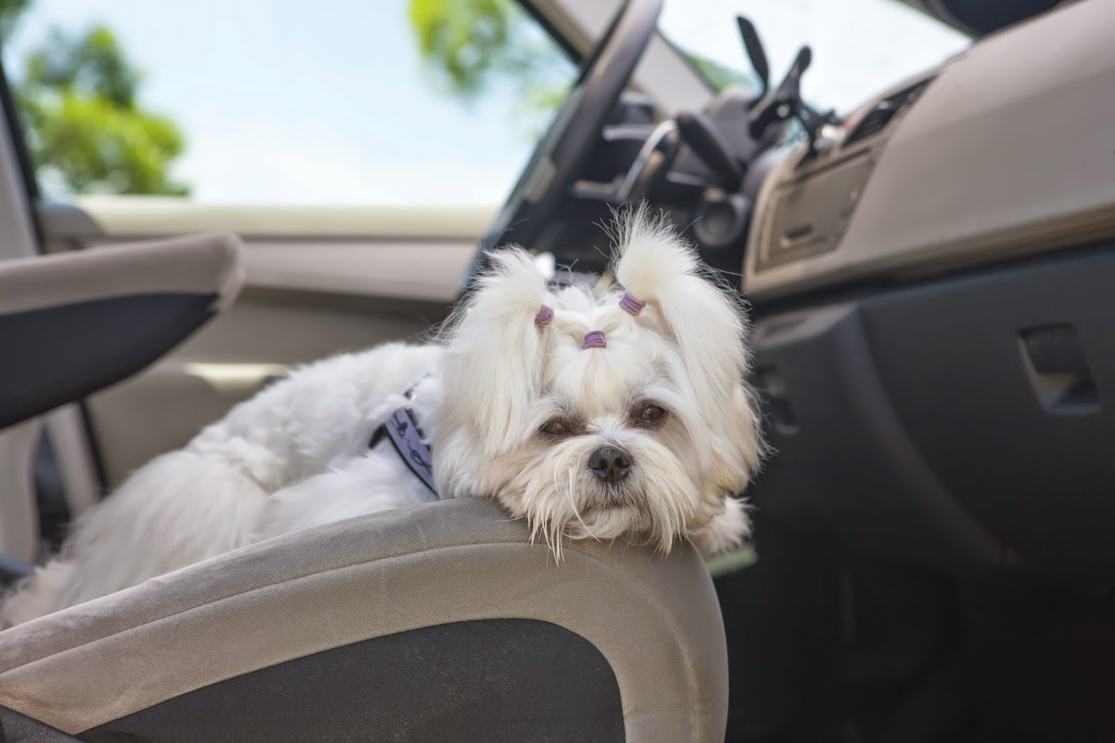 Always Compassionate Veterinary Care Car Sickness in Pets