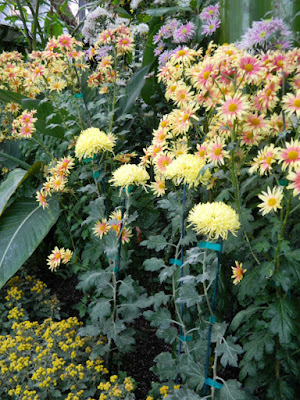 Allan Gardens Conservatory 2015 Chrysanthemum Show layers of mums by garden muses-not another Toronto gardening blog