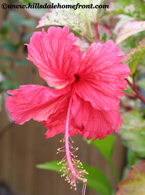 firecracker hibiscus