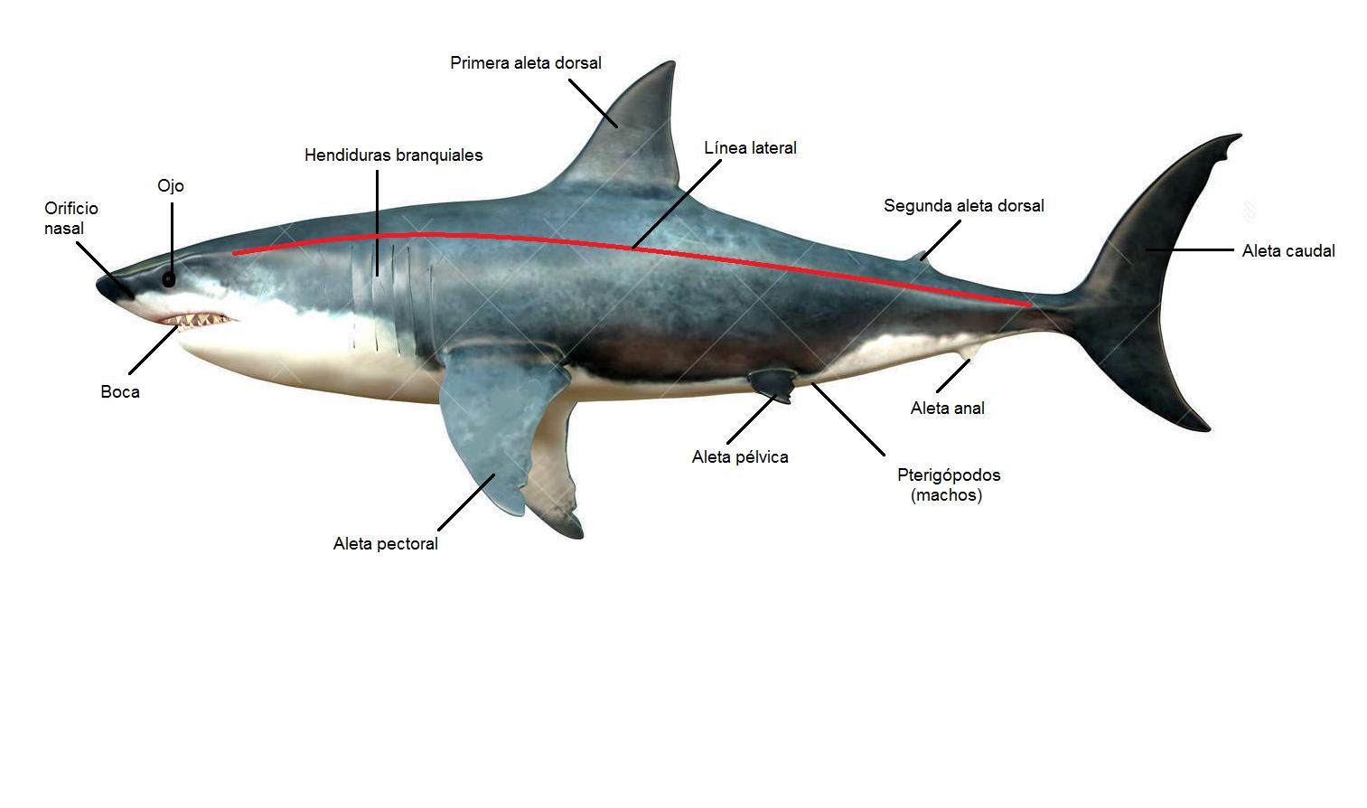 Barcelona Aquarium Sharks: Morfología externa