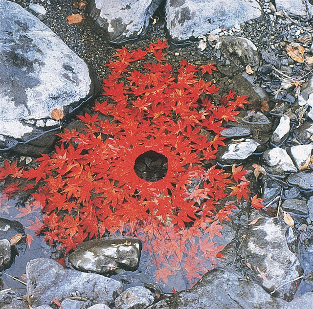Arte y naturaleza: Andy Goldsworth 5