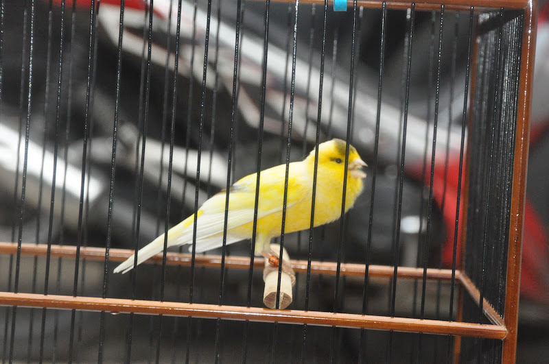 23++ Suara burung kenari gacor terbaru