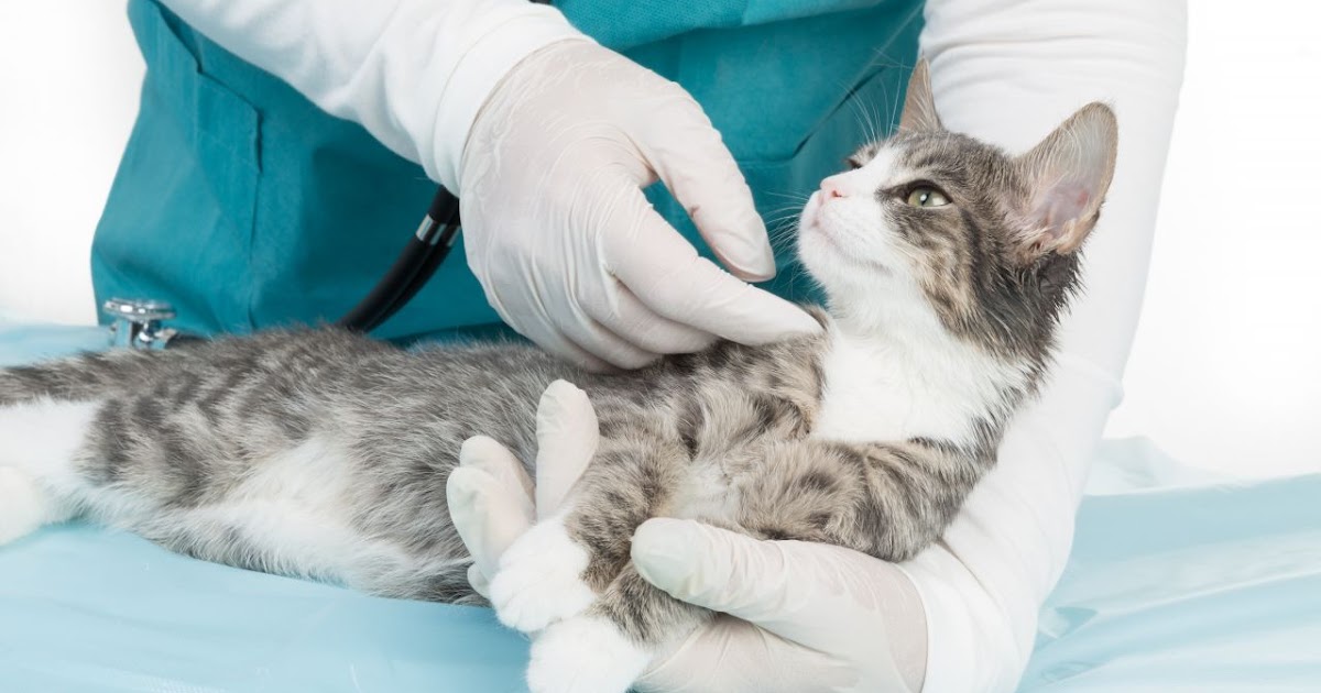 natural herpes cure What Is Feline Herpes And How Does It Affect Cat
