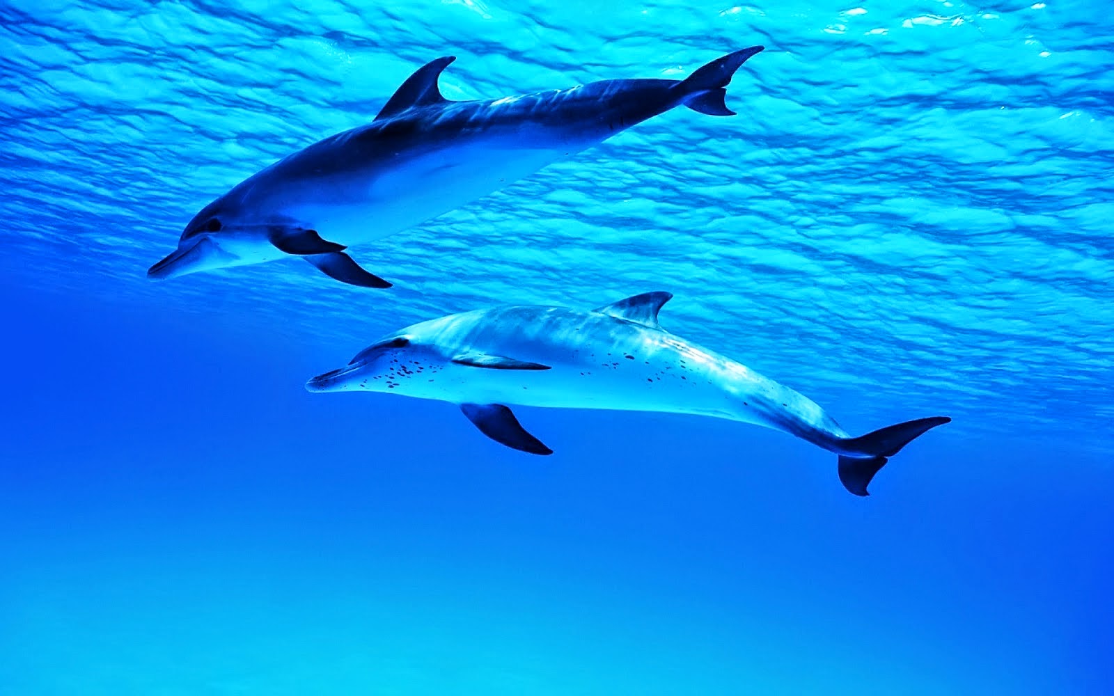 Download and examine dolphin hd wallpapers wallpapers for the desktop or mo...