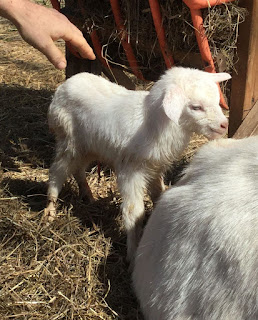 baby goats, birth of a baby goat, Saanen goats,, spring on the homestead, twins 