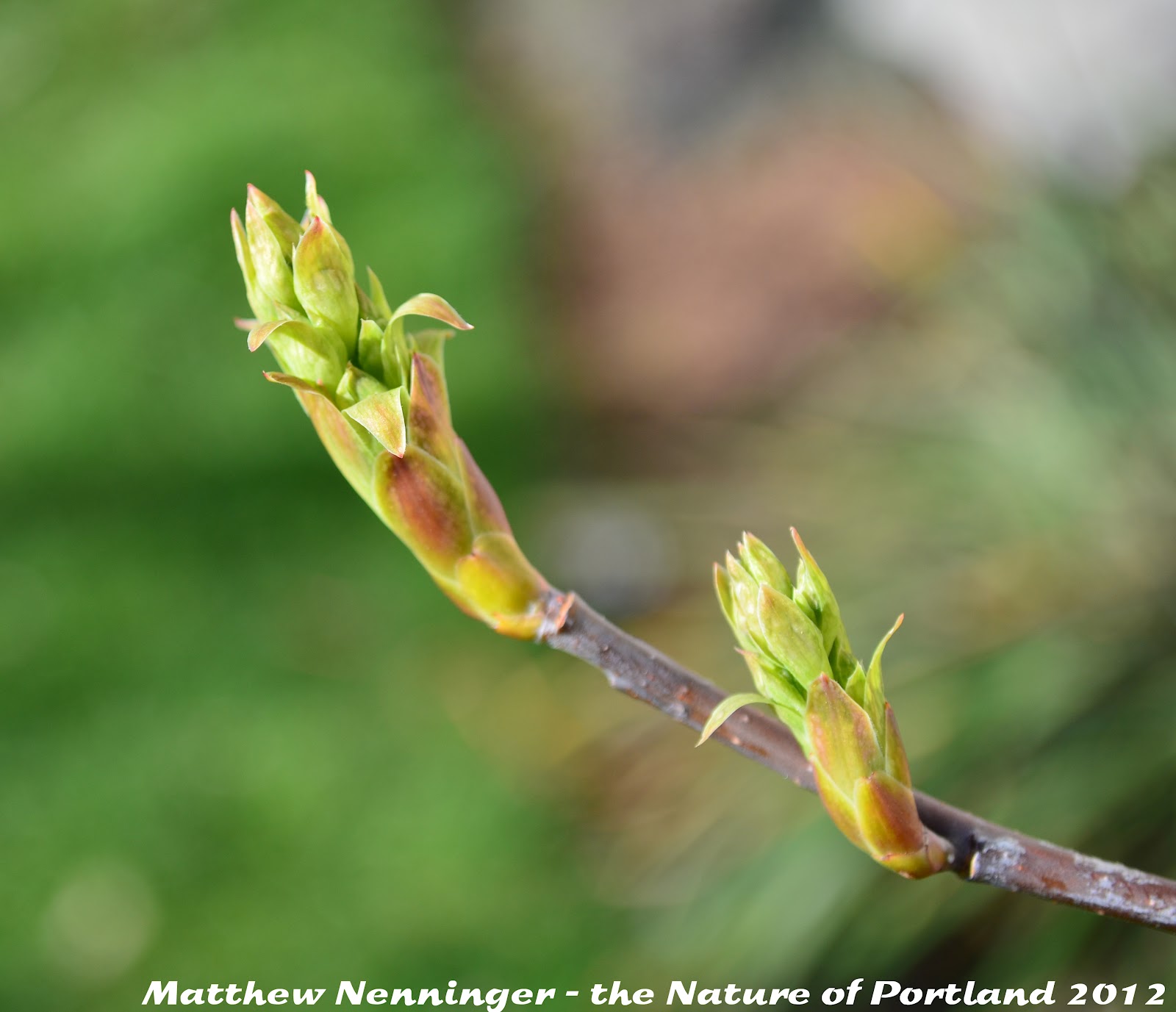 the Nature of Portland Portland's Native Plants Spring to Life