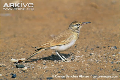 Greater Hoopoe-lark