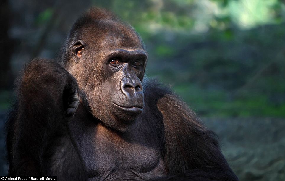 Горилла орангутан шимпанзе. Человекообразные обезьяны гориллы. Шимпанзе горилла орангутан. Человекообразные обезьяны (шимпанзе, орангутанг, горилла). Антропоиды - человекоподобные обезьяны.