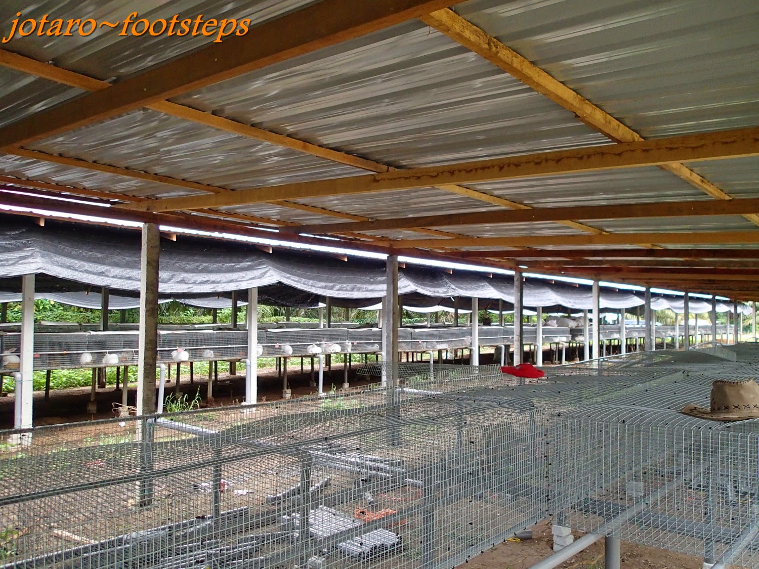 Footsteps Jotaro's Travels Malaysia 2014 Rabbit Farm Ijok