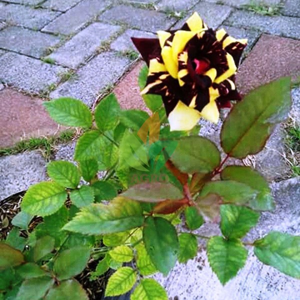 Tren Untuk Jual Tanaman Bunga Mawar Bunga Hias