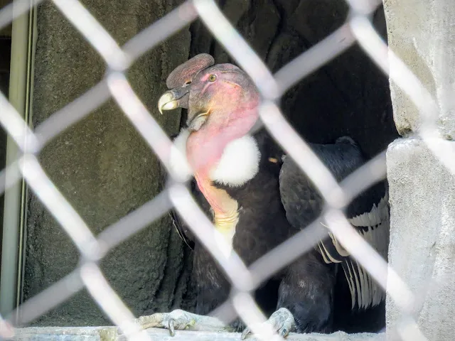 American Condor at Pittsburgh's National Aviary
