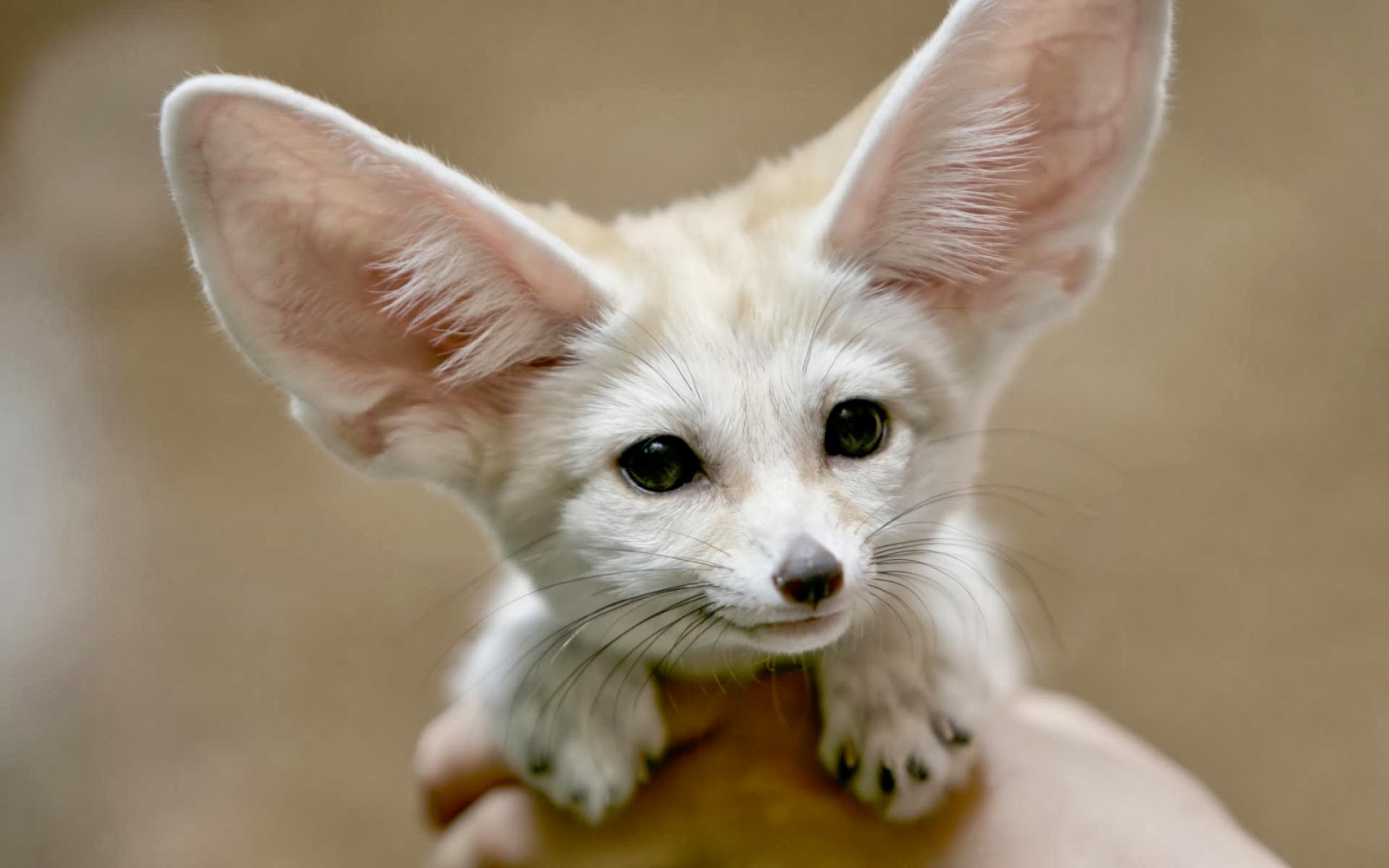 Baby Desert Fox Wallpaper Top HD Wallpapers