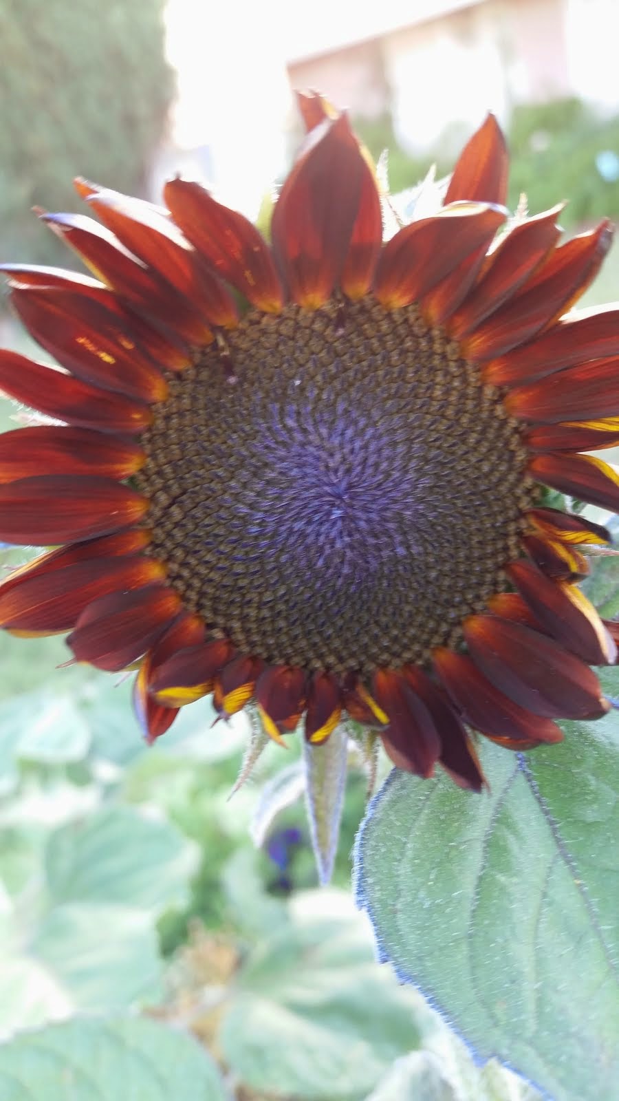 Sunflower  Power Summer 2014