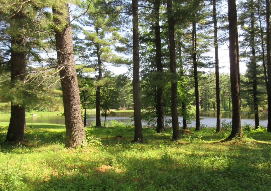 Windswept Adventure Brasher State Forest, The Walter Pratt Camping And