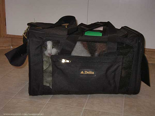 Choosing The Best Cat Carrier Pawsitively Pets Choosing The Best Cat Carrier Pawsitively Pets